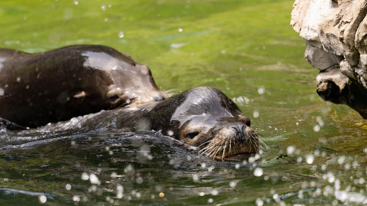 Two sea lions enjoying the refreshing water on a sunny day in New York's zoo.