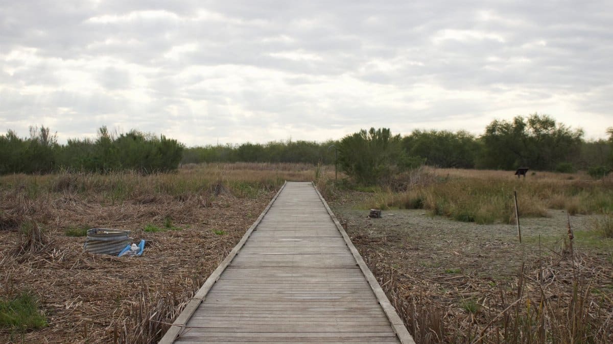 Wooden boardwalk leading through a serene marshland, surrounded by lush vegetation and open skies.