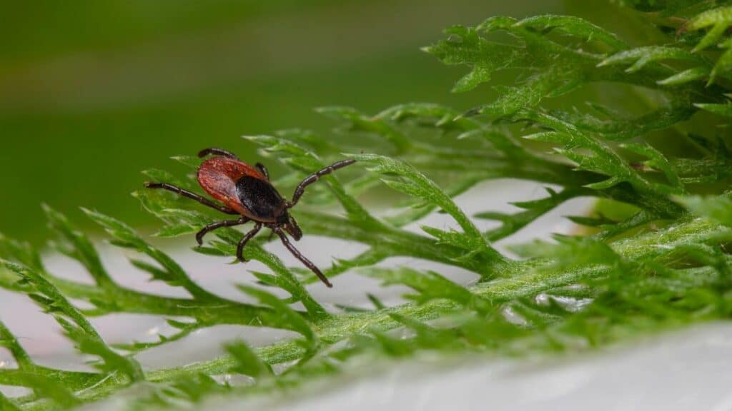 Detailed macro shot of a tick on a green leaf, showcasing its parasitic nature.