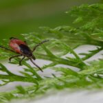 Detailed macro shot of a tick on a green leaf, showcasing its parasitic nature.