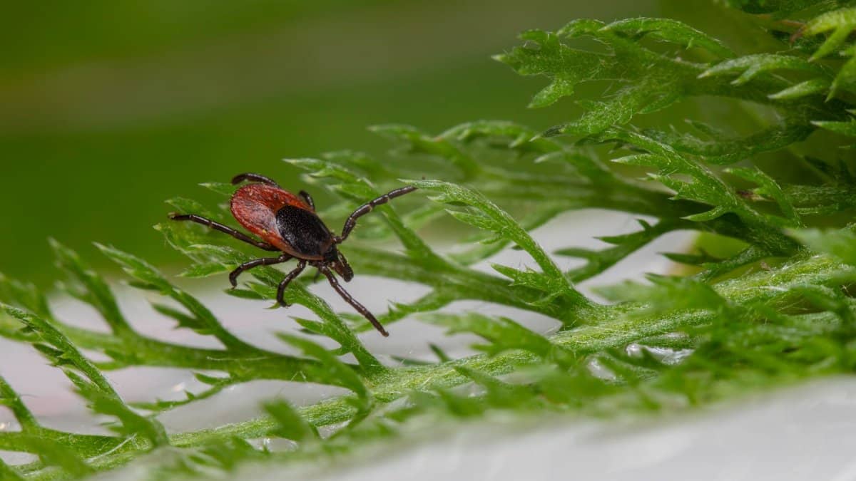 Detailed macro shot of a tick on a green leaf, showcasing its parasitic nature.