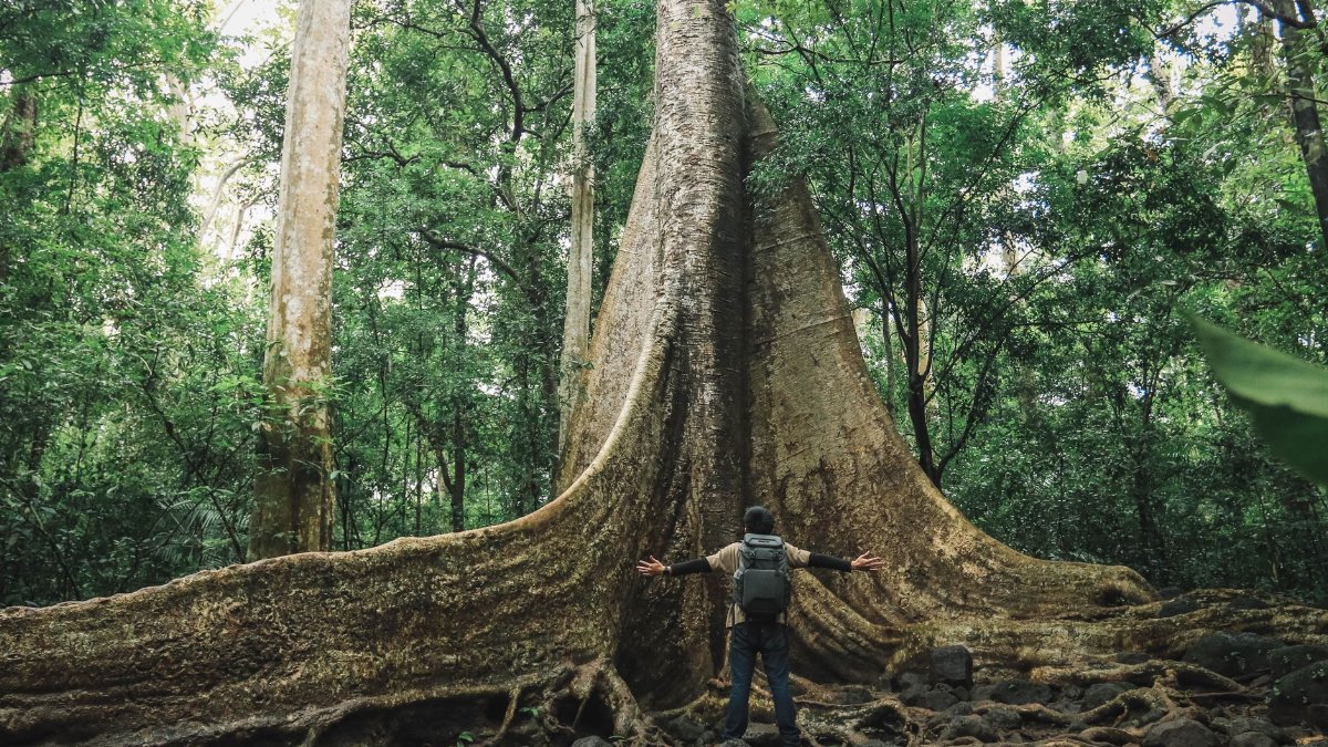 A person embraces a huge tree in a dense, lush jungle, showcasing nature's grandeur.