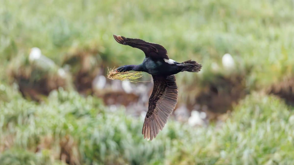 A cormorant flying over grassy terrain with nesting material in its beak.