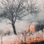 A devastating wildfire engulfing trees and landscape in Kyiv Oblast, creating a smoke-filled, haunting environment.