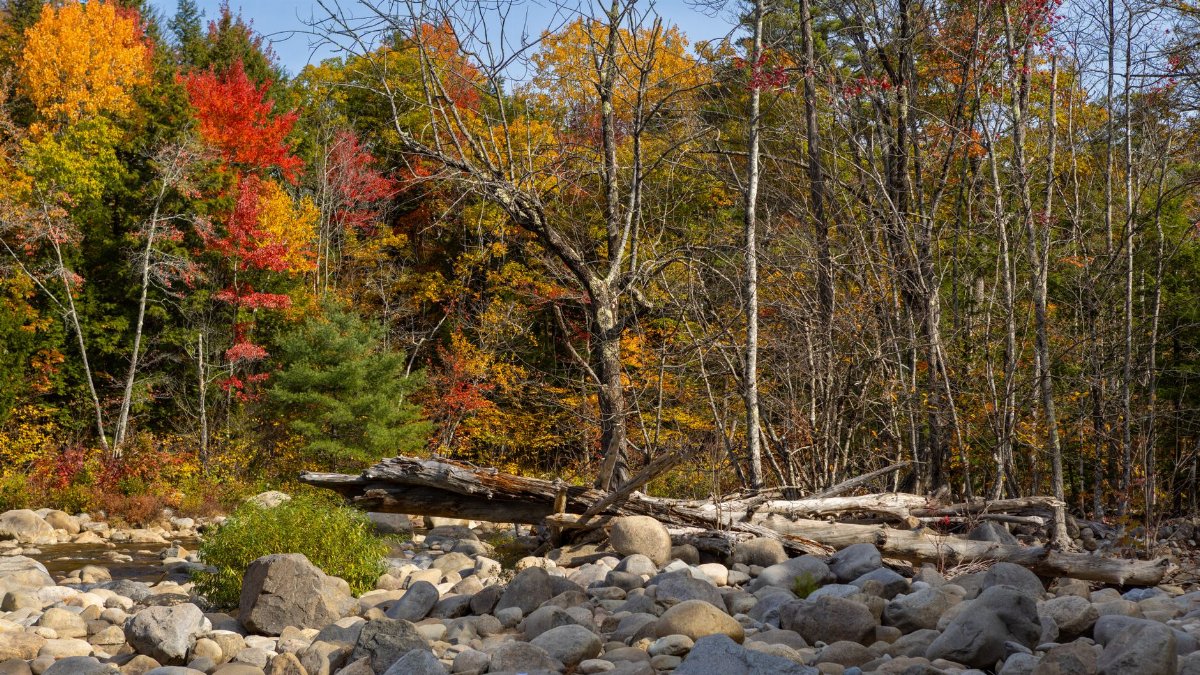 Explore the captivating autumn colors in New Hampshire's serene woodland setting.
