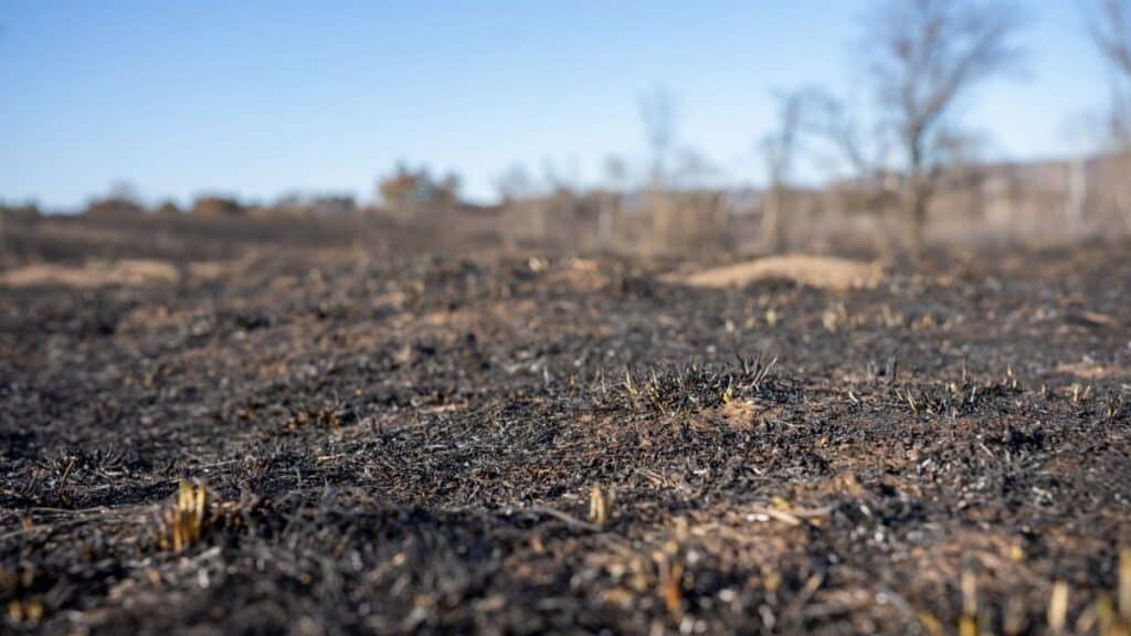 A post-fire landscape in West Newton, MN, showing charred earth under a clear blue sky.