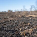 A post-fire landscape in West Newton, MN, showing charred earth under a clear blue sky.