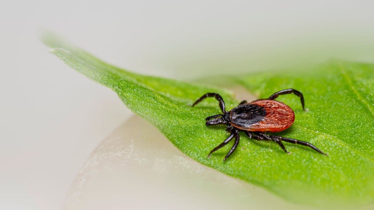 Close-up of a castor bean tick (Ixodes ricinus) on a green leaf, highlighting details and textures.
