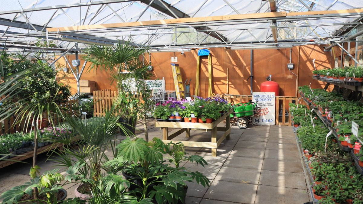 Lush greenery and vibrant plants inside a greenhouse at Minshull's Nursery, Sandbach.