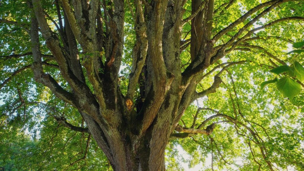 A vibrant deciduous tree captured from below with lush green leaves basking in summer daylight.