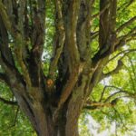 A vibrant deciduous tree captured from below with lush green leaves basking in summer daylight.
