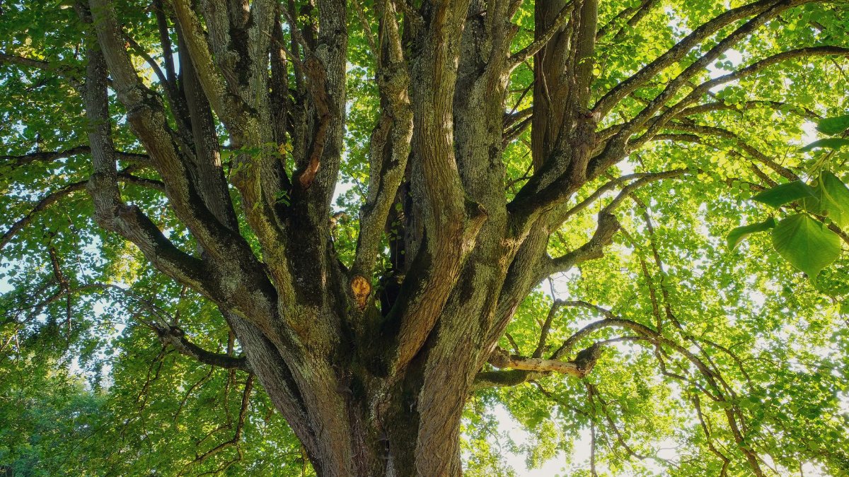 A vibrant deciduous tree captured from below with lush green leaves basking in summer daylight.