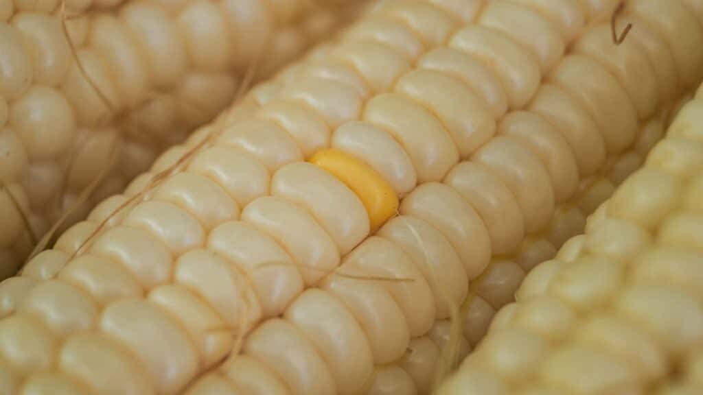 A detailed close-up of fresh sweet corn kernels, showcasing a single yellow kernel among pale kernels.