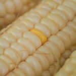 A detailed close-up of fresh sweet corn kernels, showcasing a single yellow kernel among pale kernels.
