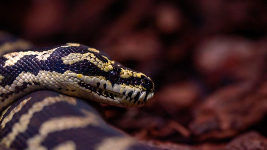 Detailed shot of a Jungle Carpet Python (Morelia spilota cheynei) in its natural habitat.