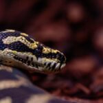 Detailed shot of a Jungle Carpet Python (Morelia spilota cheynei) in its natural habitat.