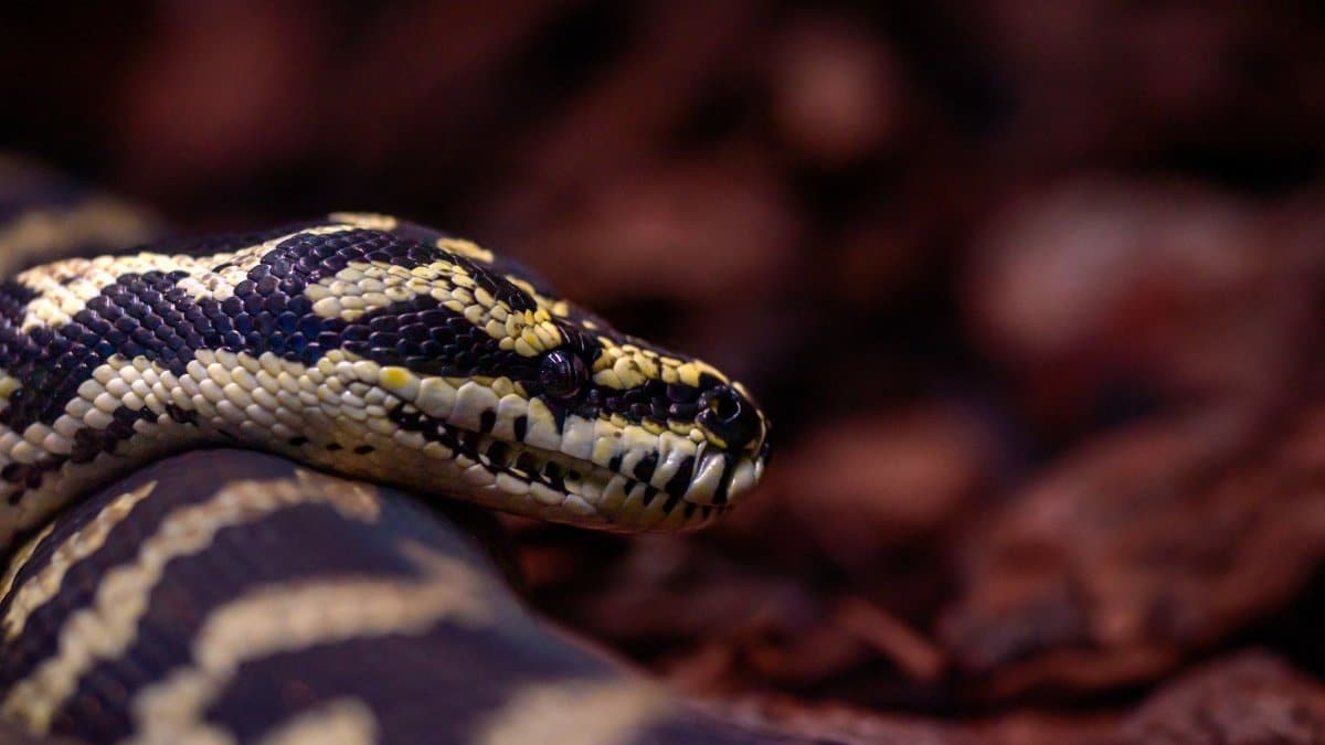 Detailed shot of a Jungle Carpet Python (Morelia spilota cheynei) in its natural habitat.