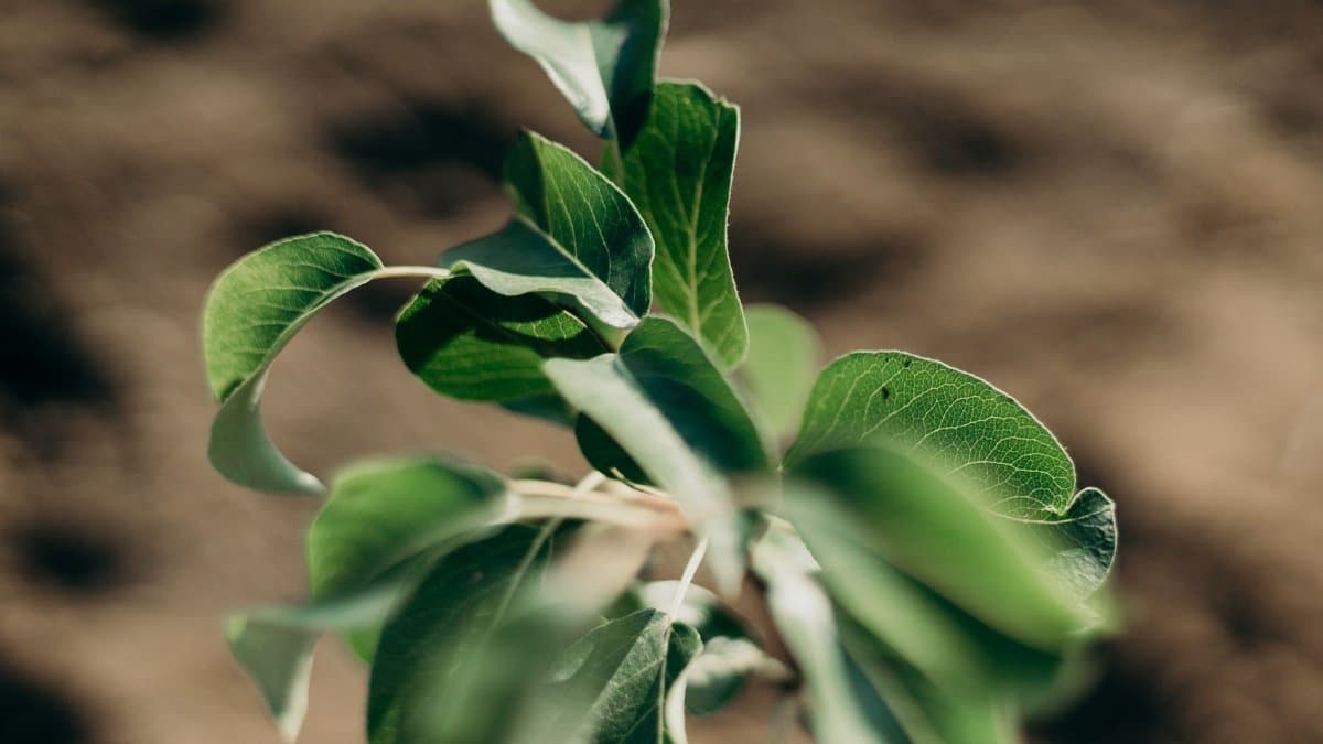 Close-up of vibrant green leaves capturing the essence of natural growth and freshness.