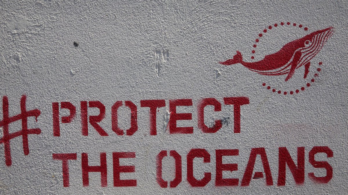 Graffiti of whale and inscription Protect the ocean written on concrete wall in daytime