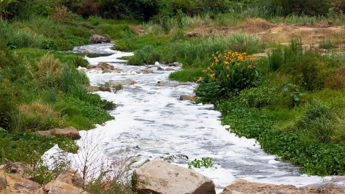 Tranquil stream surrounded by lush vegetation in Harare, Zimbabwe, showcasing natural beauty.