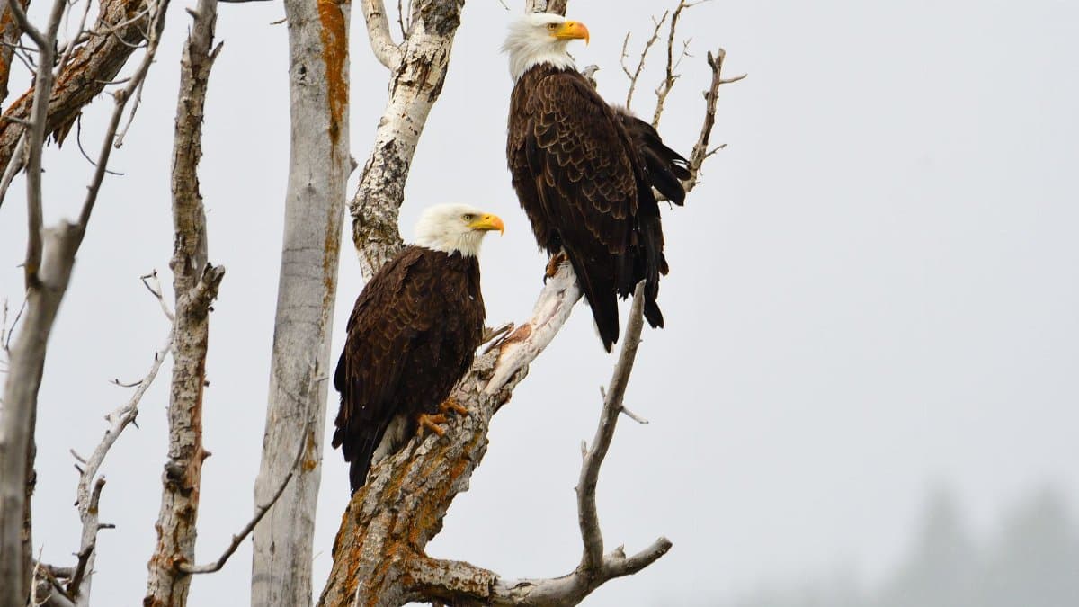 Two majestic bald eagles perched on bare tree branches, showcasing nature in Irwin, Idaho.