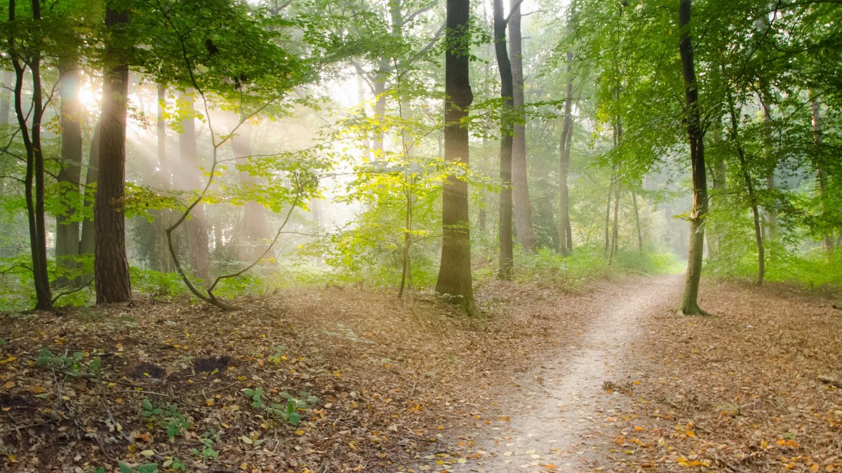 A serene forest scene with a sunlit pathway and lush trees, captured in natural daylight.