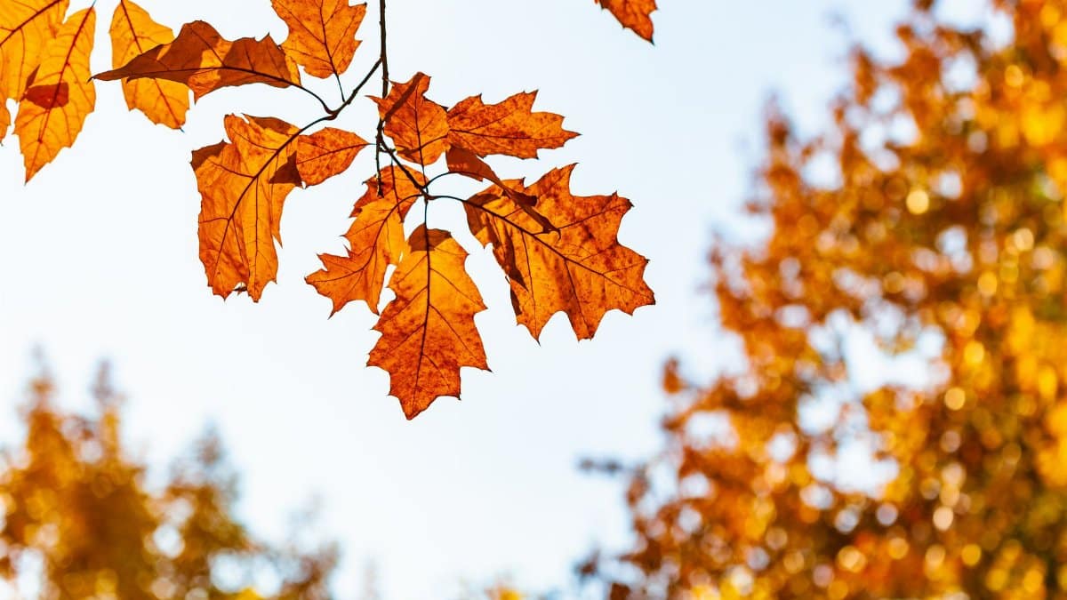 Bright orange autumn leaves captured in sharp focus with a blurred background, evoking the essence of fall.