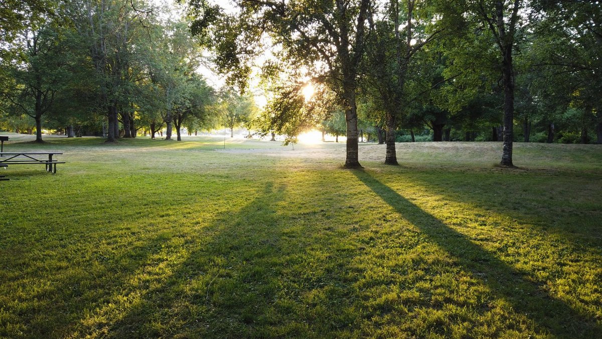 Peaceful park scene with sunlight streaming through trees at sunrise, casting long shadows on grass.