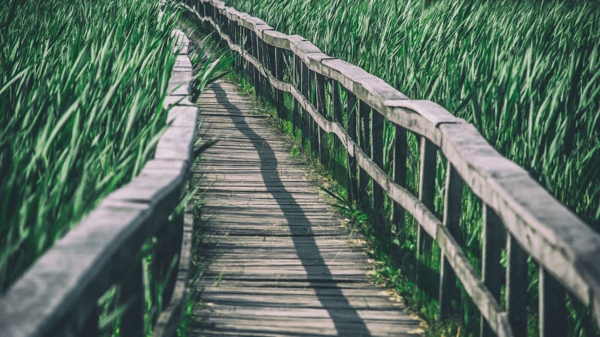 Wooden bridge path winding through lush green reeds, evoking tranquility and nature.