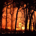 A dramatic scene of a forest fire lighting up the night with intense flames and silhouetted trees.
