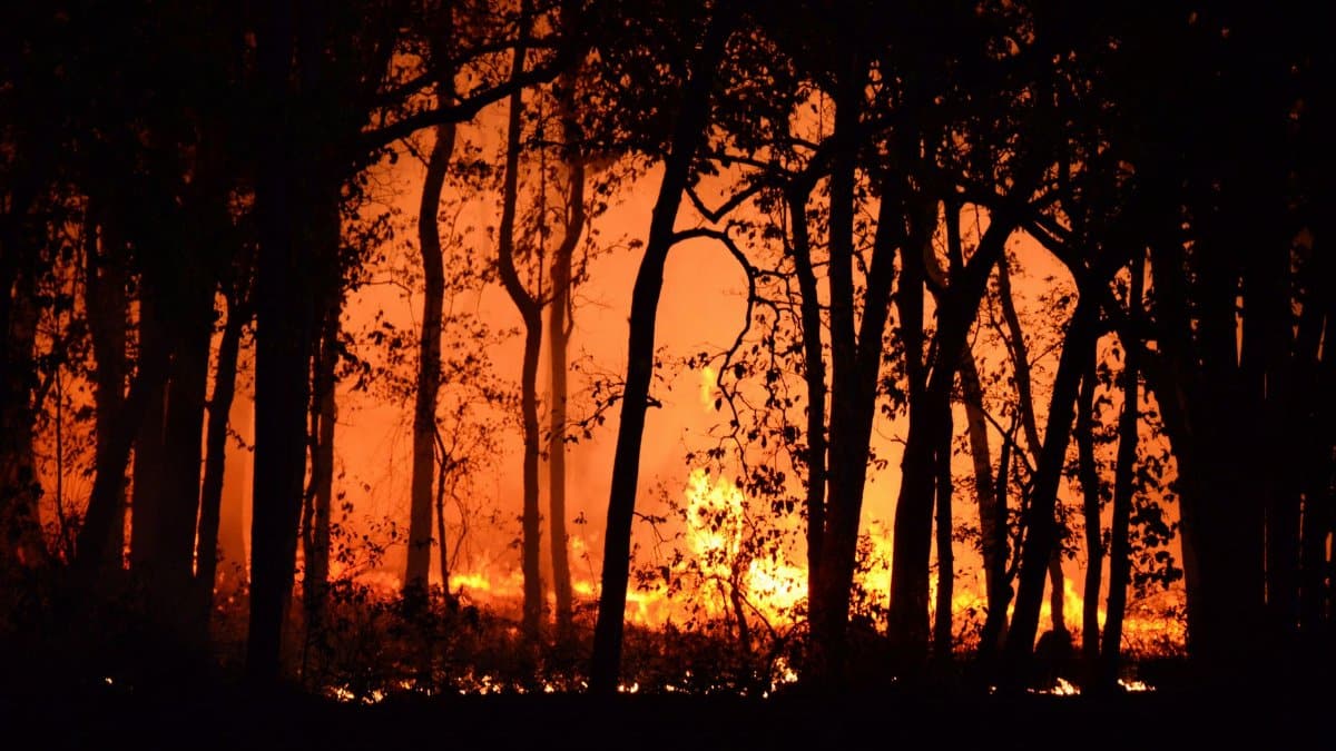 A dramatic scene of a forest fire lighting up the night with intense flames and silhouetted trees.