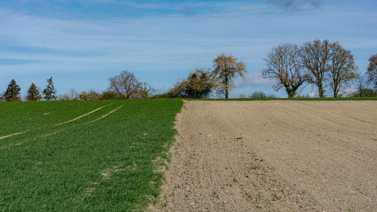 Vivid landscape showing a divided green field and plowed soil under a bright blue sky in Coesfeld.