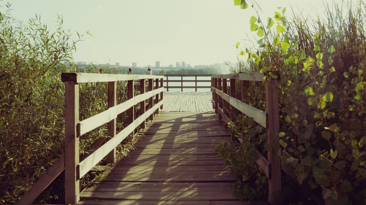 A wooden pier surrounded by lush greenery overlooking a distant city skyline under bright sunlight.