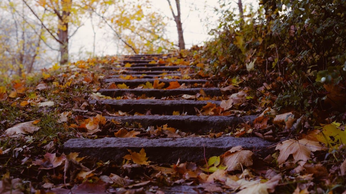 A serene autumn scene with fallen leaves covering stone steps in a forest setting.