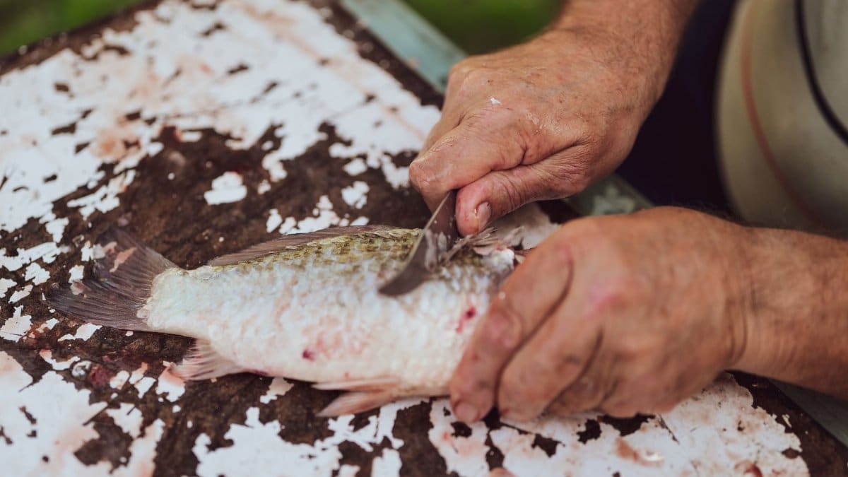 An adult man cleans a fresh fish on a rustic table outdoors in Garešnica, showcasing traditional food preparation.