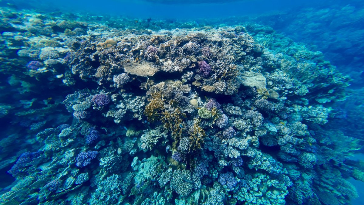 A breathtaking coral reef teeming with marine life under the blue ocean waters.
