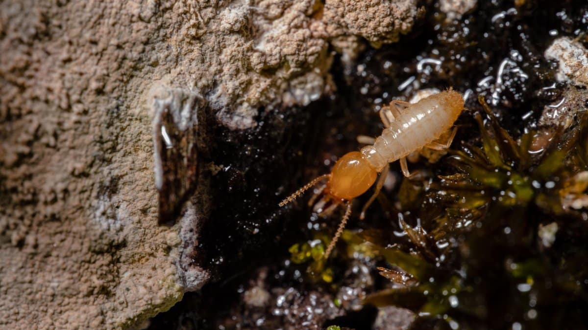 Detailed macro shot of a termite on wood, showcasing insect behavior and texture.