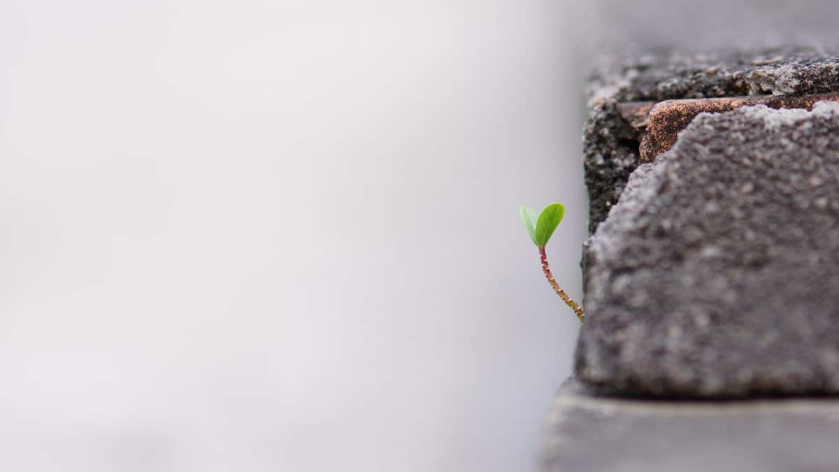 A small green sprout emerging from a crack in the concrete symbolizing growth and resilience.