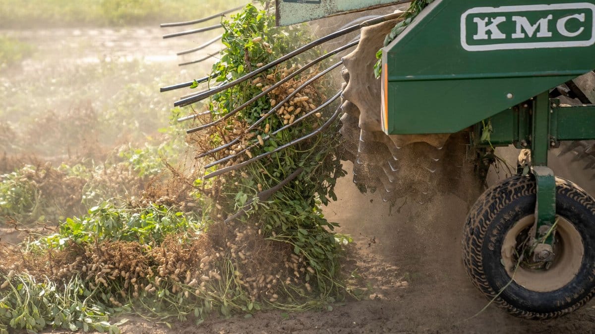 A modern peanut harvesting machine at work in a dusty North Carolina field.