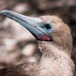 Close-up of a Red-Footed Booby, capturing its distinct features and natural habitat.