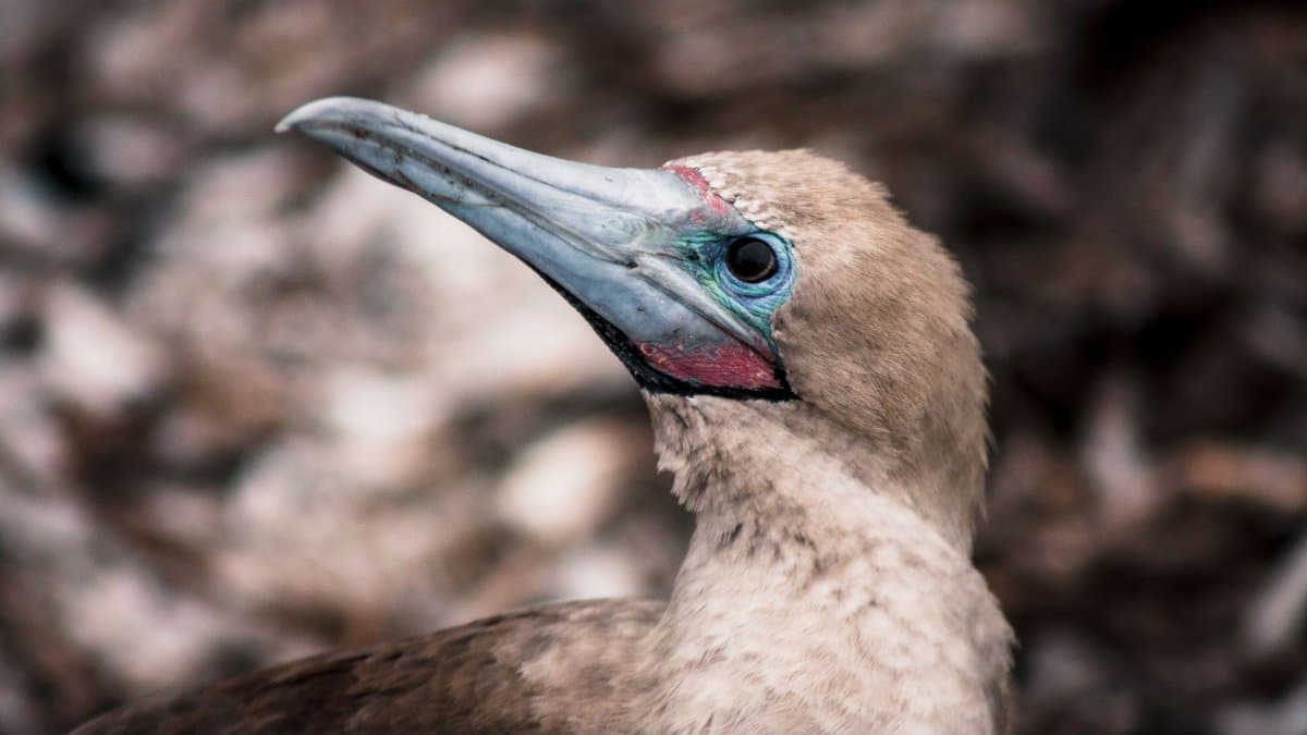 Close-up of a Red-Footed Booby, capturing its distinct features and natural habitat.