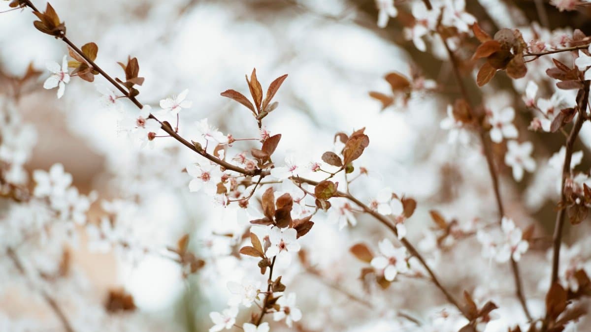 A serene close-up of cherry blossoms in full bloom during spring.