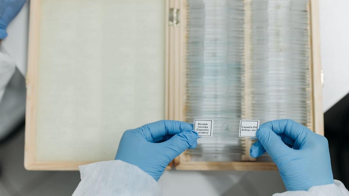 Close-up of scientist handling microscope slides in laboratory setting.