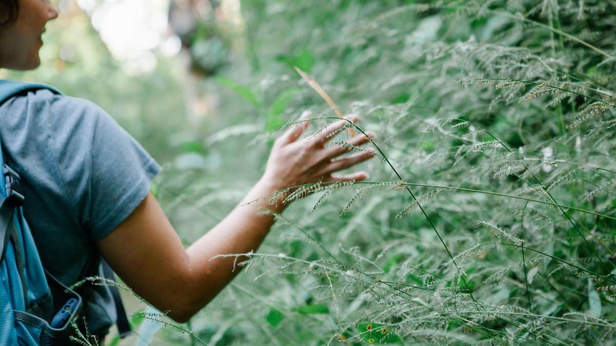 Back view of crop young female hiker in casual clothes with backpack smiling and touching lush green plants during trekking in forest on sunny summer day