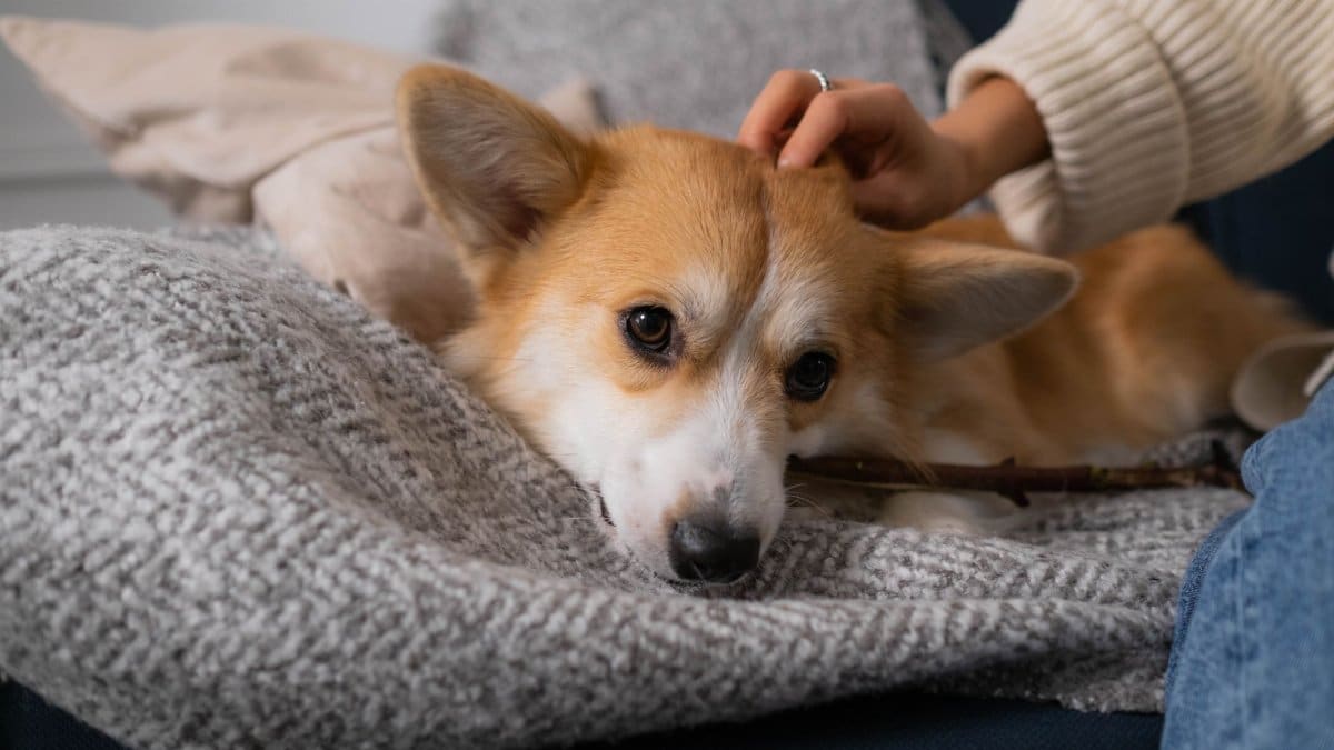 A cute Corgi puppy enjoys being petted while resting on a comfortable sofa indoors.