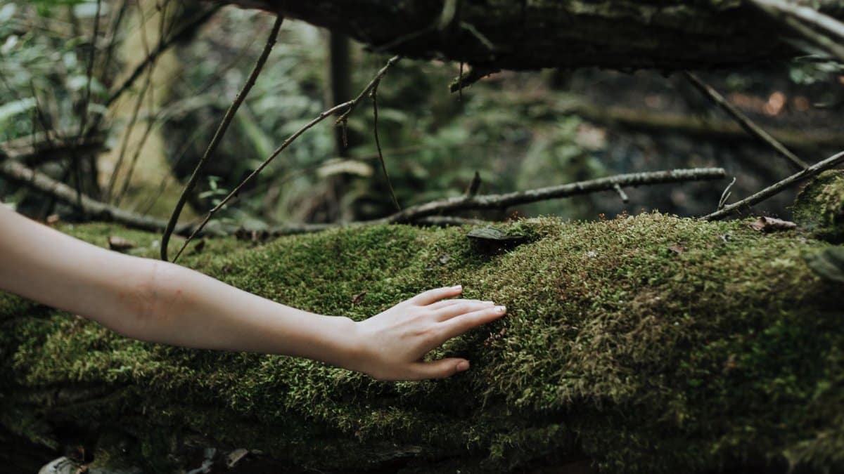 A human hand gently touches moss-covered tree in a lush forest setting.
