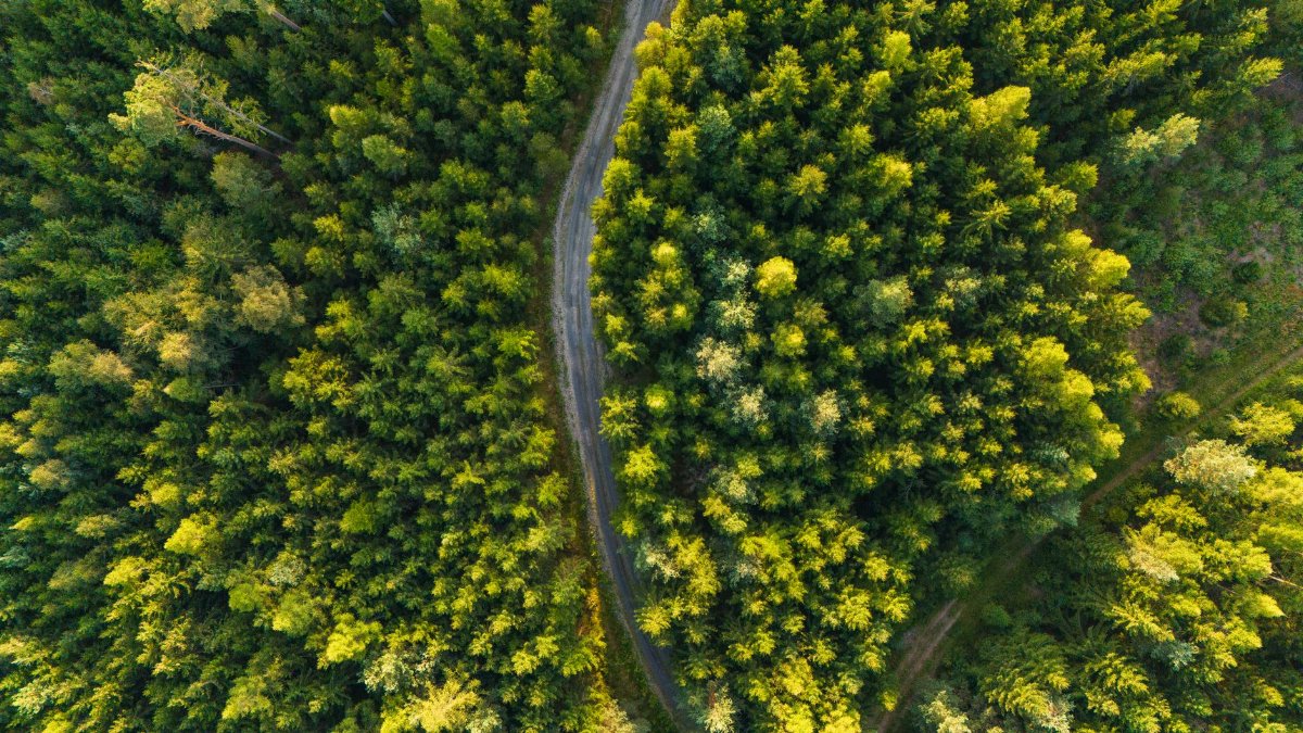 Aerial photograph showcasing a vibrant, lush evergreen forest with a winding path in summer.