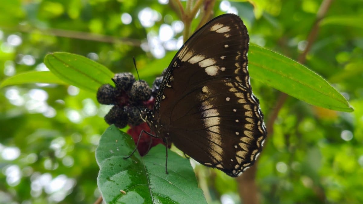 Detailed shot of a butterfly perched on a leaf in Silchar, India, showcasing its intricate wing patterns.