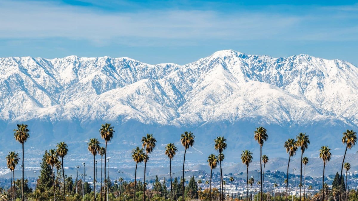 Snowy mountains behind a row of palm trees in sunny California.