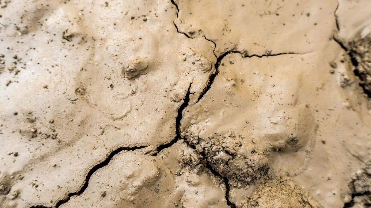 Detailed view of cracked earth texture, highlighting environmental issues like drought and desertification.